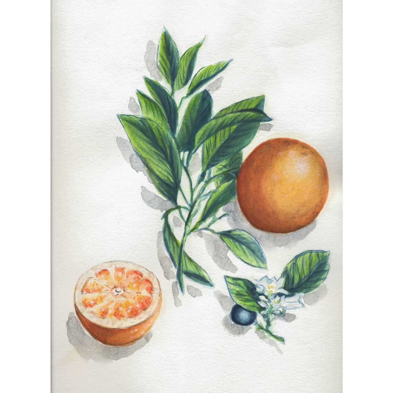 Clairefontaine Voorbedrukt Botanisch Aquarelverfblok 15 vel. 24x30cm 300gr - Afbeelding 1