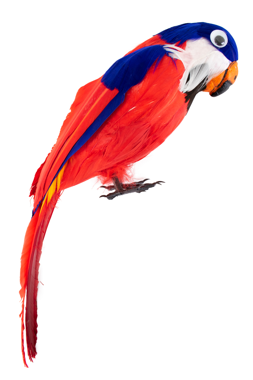 Papegaai bont 40 cm.