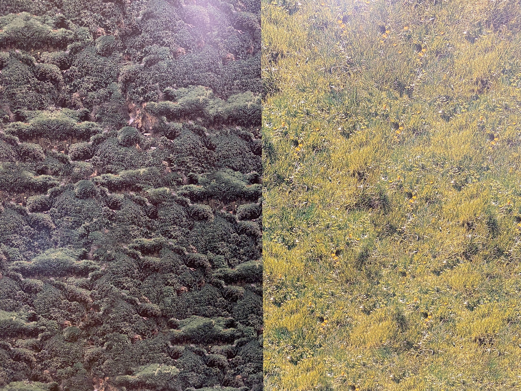 Foto Print Karton Half Om Half Dubbelzijdig Bedrukt 50x70cm 300gr. Hooi/Gras en Mos - Afbeelding 2