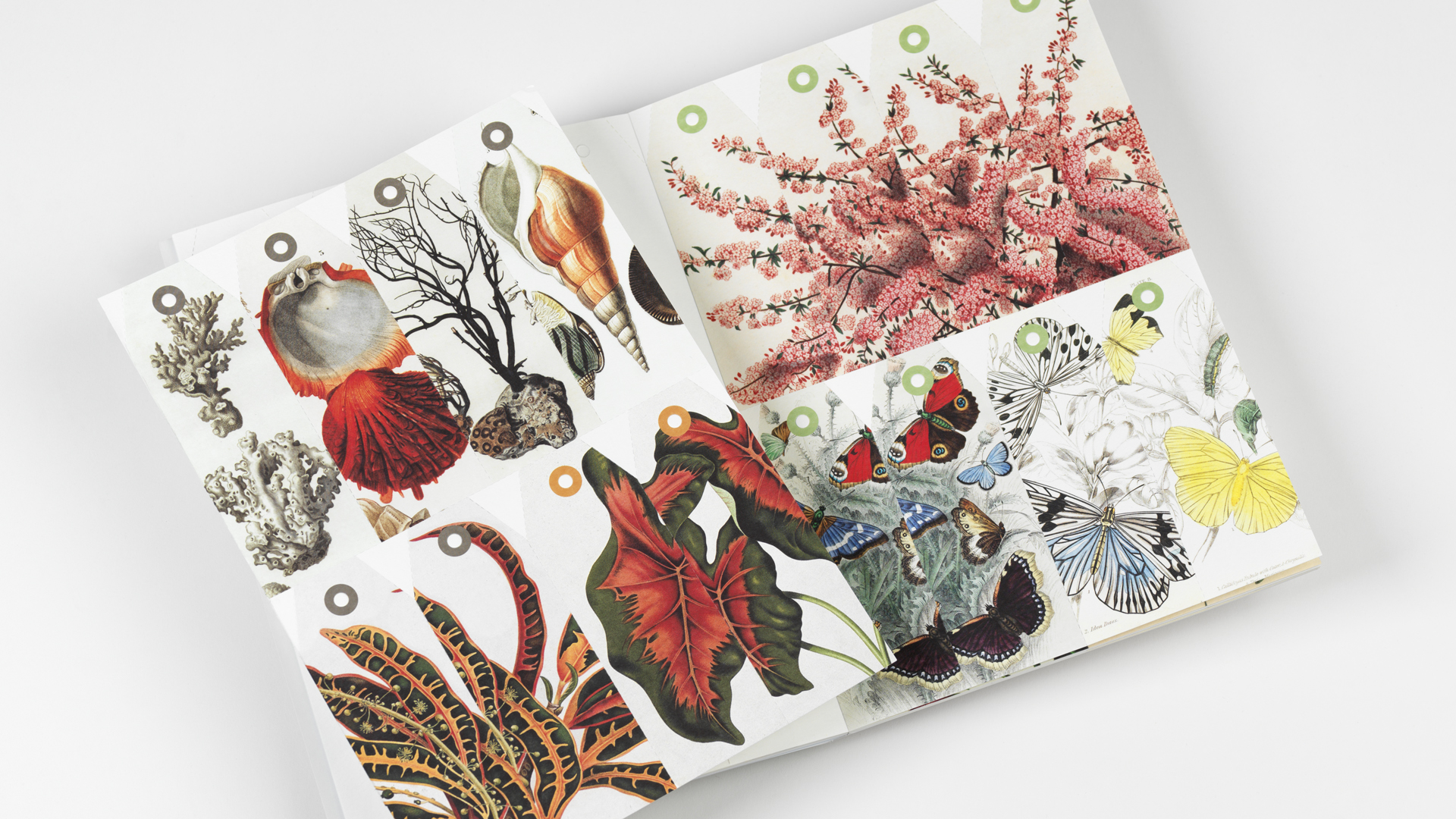 Pepin Creatief Papier Boek 30 Vel - Natural History - Afbeelding 2