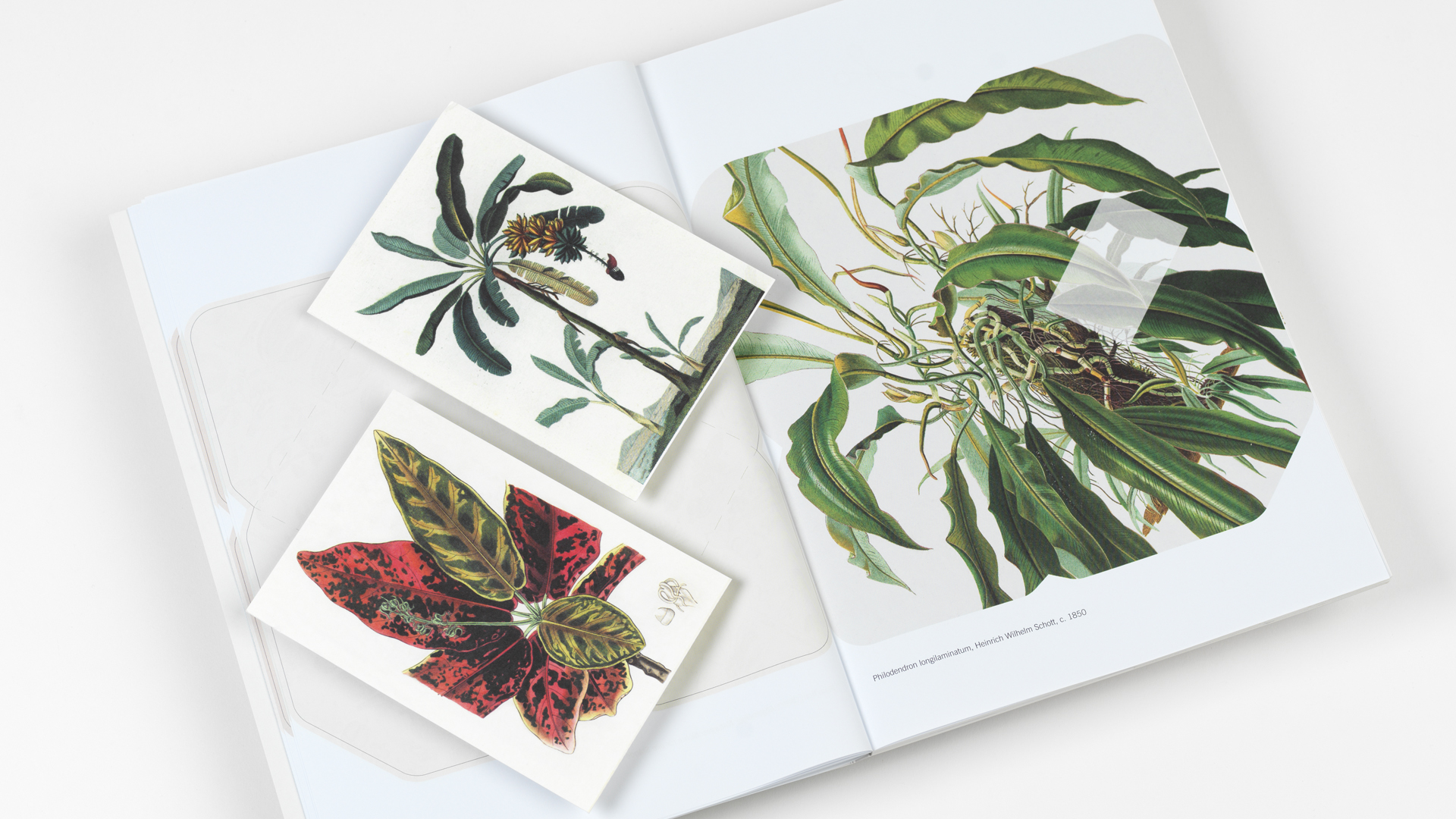 Pepin Creatief Papier Boek 30 Vel - Natural History - Afbeelding 4