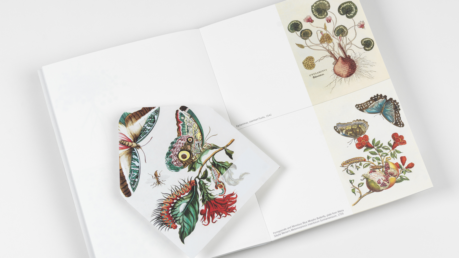Pepin Creatief Papier Boek 30 Vel - Natural History - Afbeelding 5