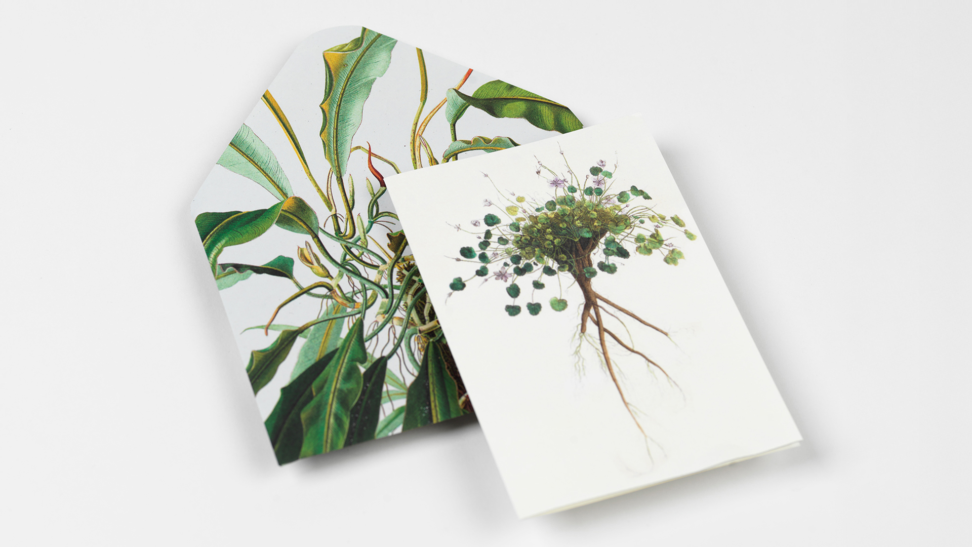 Pepin Creatief Papier Boek 30 Vel - Natural History - Afbeelding 6