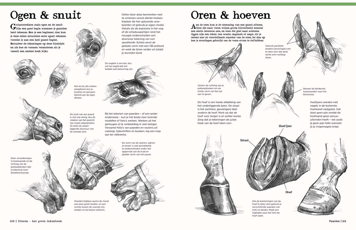Dieren - Het Grote Tekenboek - Afbeelding 4