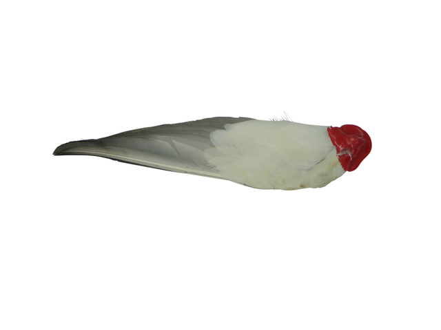 Tekenwiek Eend - Afbeelding 1